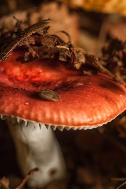 güzel orman mantar.