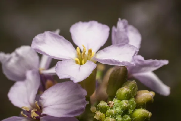 Daphne pembe zehirli
