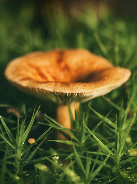 Vacker skog svamp. — Stockfoto