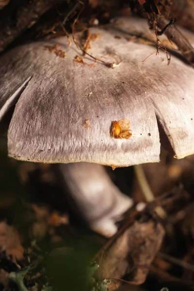 Schöner Waldpilz. — Stockfoto