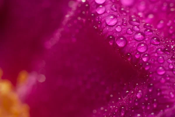 Blume Wildrose — Stockfoto