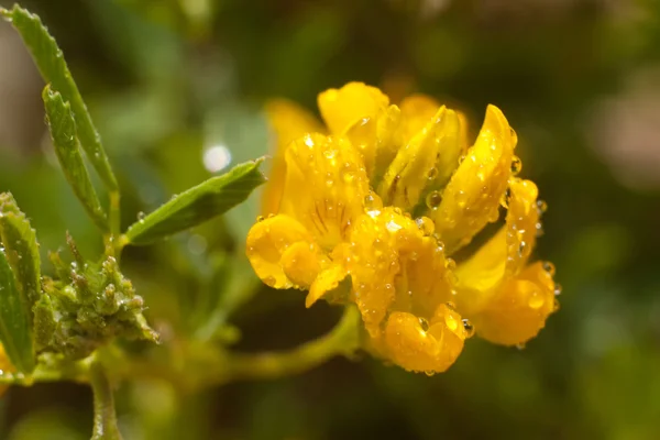 Fiori di campo gialli, macro — Foto Stock