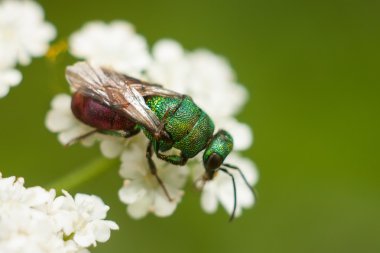 Wasp lustrer yangın