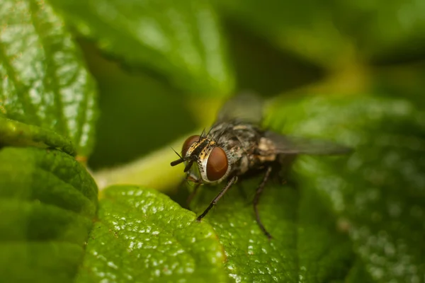 A mosca na folha, macro — Fotografia de Stock