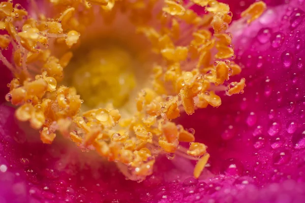 Квітка шипшини — стокове фото