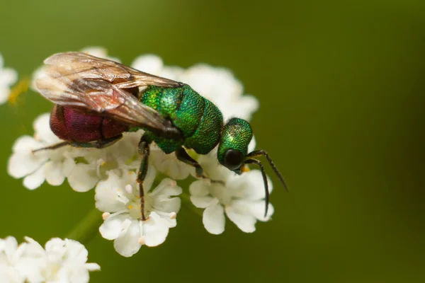 Wasp lustrer brand — Stockfoto