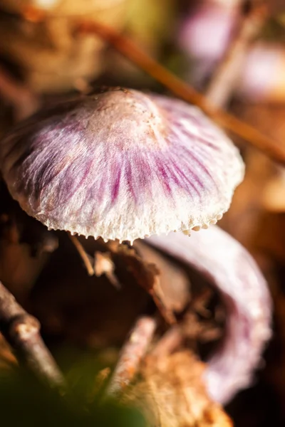 美丽的森林蘑菇. — 图库照片
