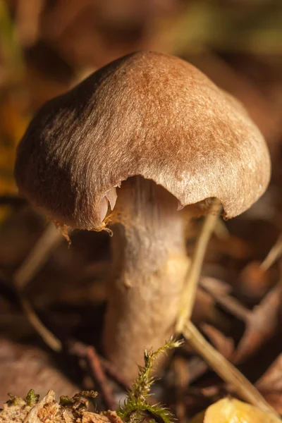 Setas en el bosque — Foto de Stock