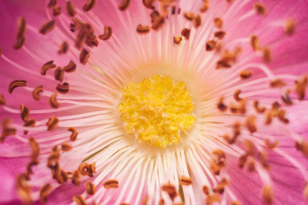 Flor rosa selvagem — Fotografia de Stock