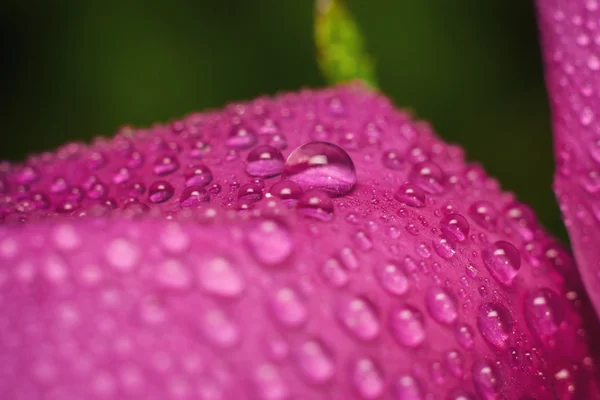 Flor rosa selvagem — Fotografia de Stock