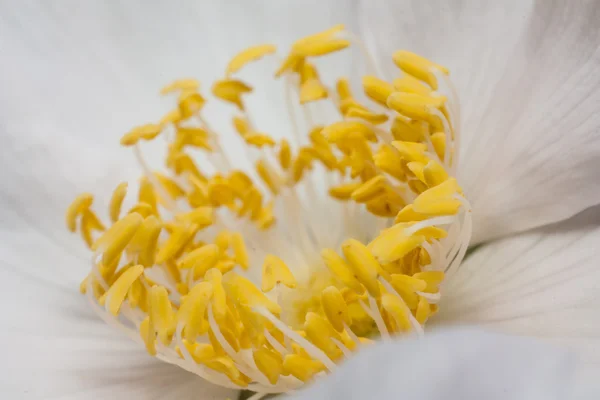 Delicate flower, macro — Stock Photo, Image