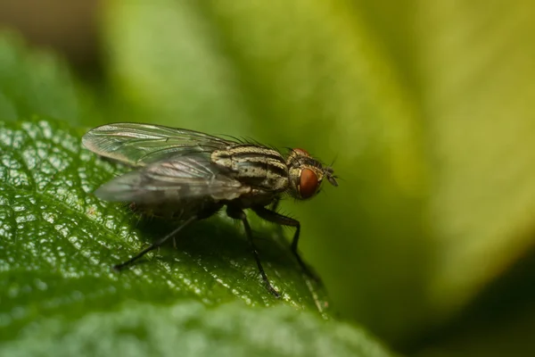 Fluga på bladet, makro — Stockfoto