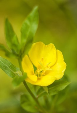 Sonbahar orman çiçekler