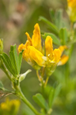 Sarı çiçekler, makro