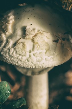 güzel orman mantar.