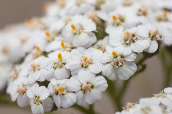 Bellissimi fiori bianchi — Foto Stock