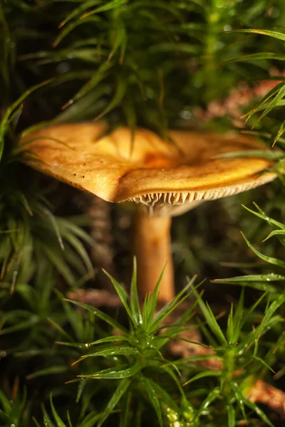 Krásné lesní houby. — Stock fotografie
