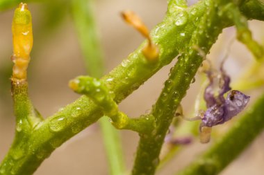 Damla kaynaklanıyor