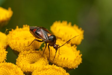 Bir çiçeğin üzerindeki hata