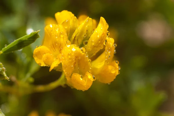 Fleurs sauvages jaunes, macro — Photo