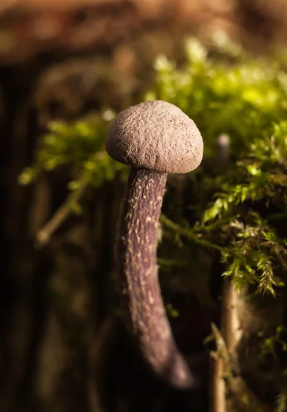 Hermoso hongo del bosque . — Foto de Stock