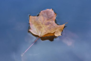 Suda sonbahar yaprağı