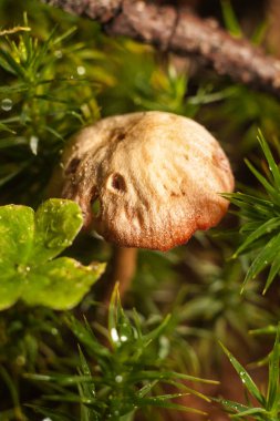 güzel orman mantar.