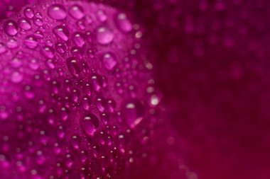 çiçek yaban gülü