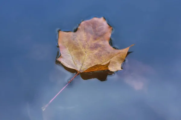Folha de outono em água — Fotografia de Stock