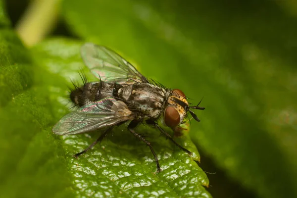 A mosca na folha, macro — Fotografia de Stock