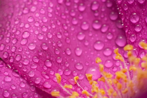 Flor rosa selvagem — Fotografia de Stock