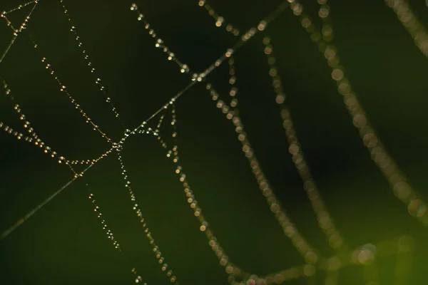 Gotas na web — Fotografia de Stock