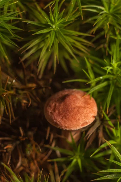 Beautiful forest mushroom. — Stock Photo, Image
