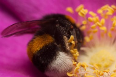 Çiçekteki yaban arısı