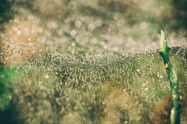 Cobweb in the woods — Stock Photo, Image