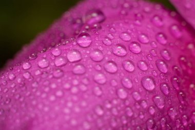 çiçek yaban gülü