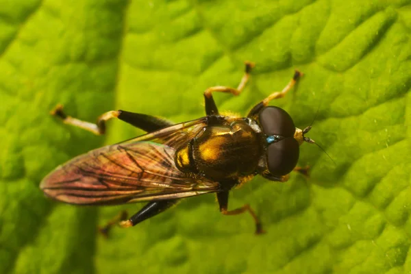 A mosca na folha, macro — Fotografia de Stock