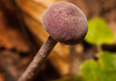 güzel orman mantar.