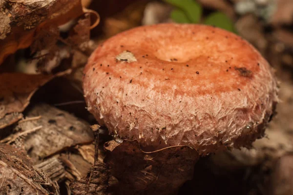 Setas en el bosque — Foto de Stock