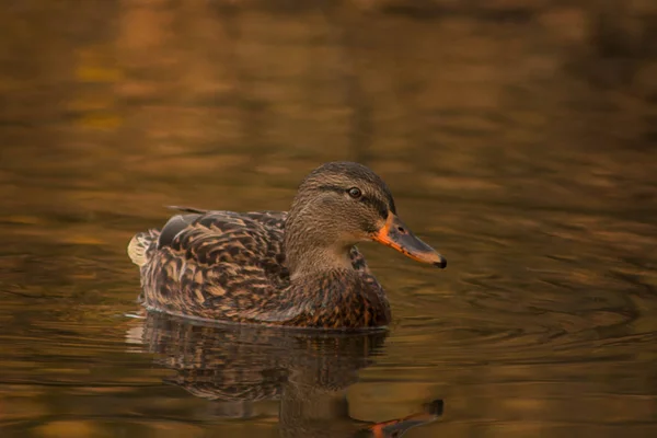 Duck on the lake. — Stock Photo, Image
