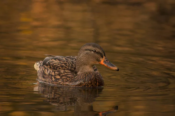 Canard sur le lac. — Photo