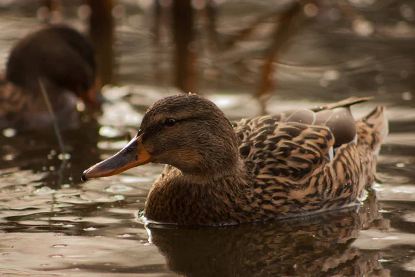 Pato no lago. — Fotografia de Stock