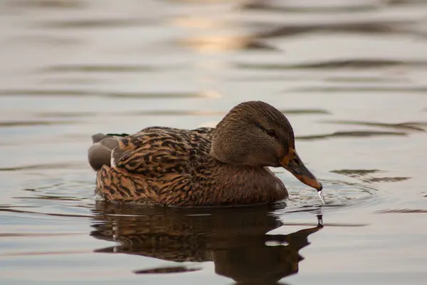 Pato no lago. — Fotografia de Stock