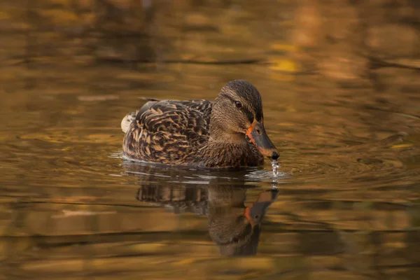 Duck on the lake. — Stock Photo, Image