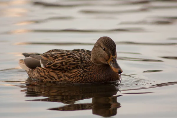 Duck on the lake. — Stock Photo, Image