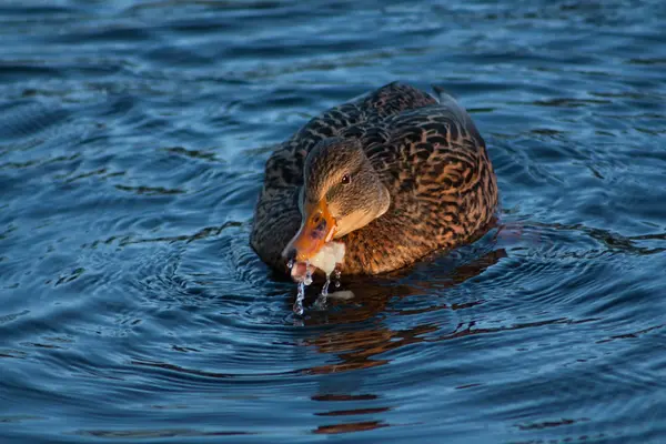 Canard sur le lac — Photo