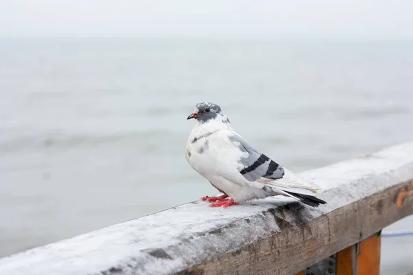 Dondurulmuş deniz güvercin