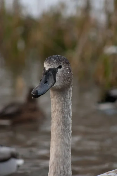 Portrait of a young swan — Stock Photo, Image