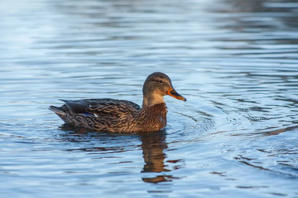 Duck on the lake — Stock Photo, Image