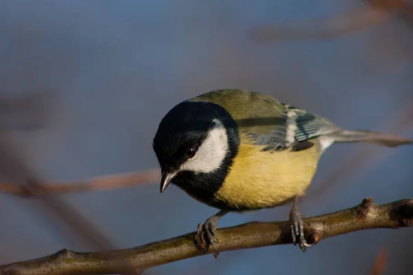 Tit on a branch — Stock Photo, Image